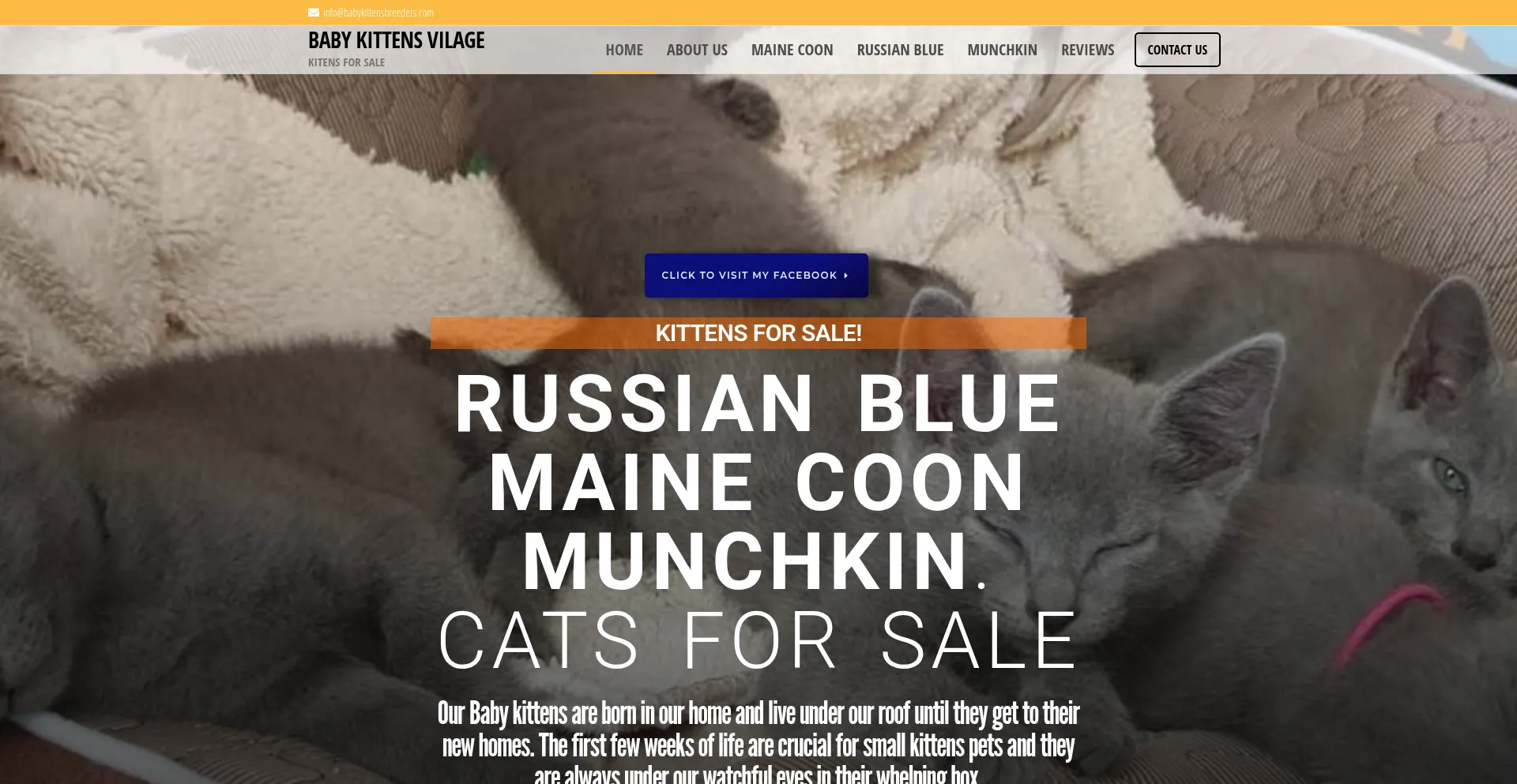 Website screenshot of Babykittensbreeders.com