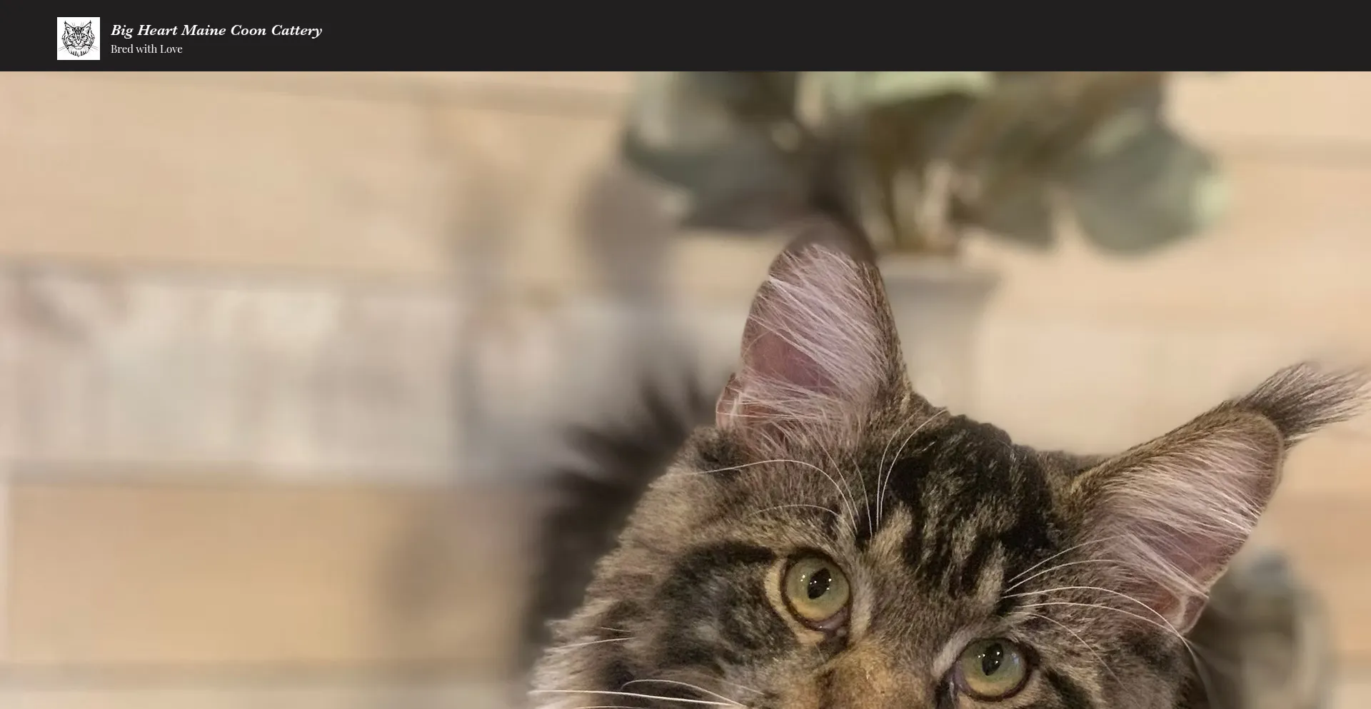 Bigheartmainecoons.com