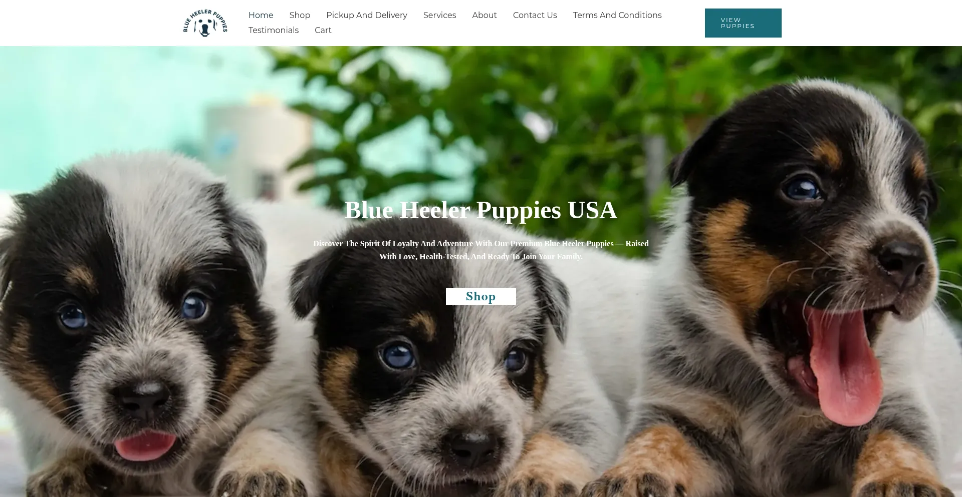 Website screenshot of Blueheelerpuppies.us