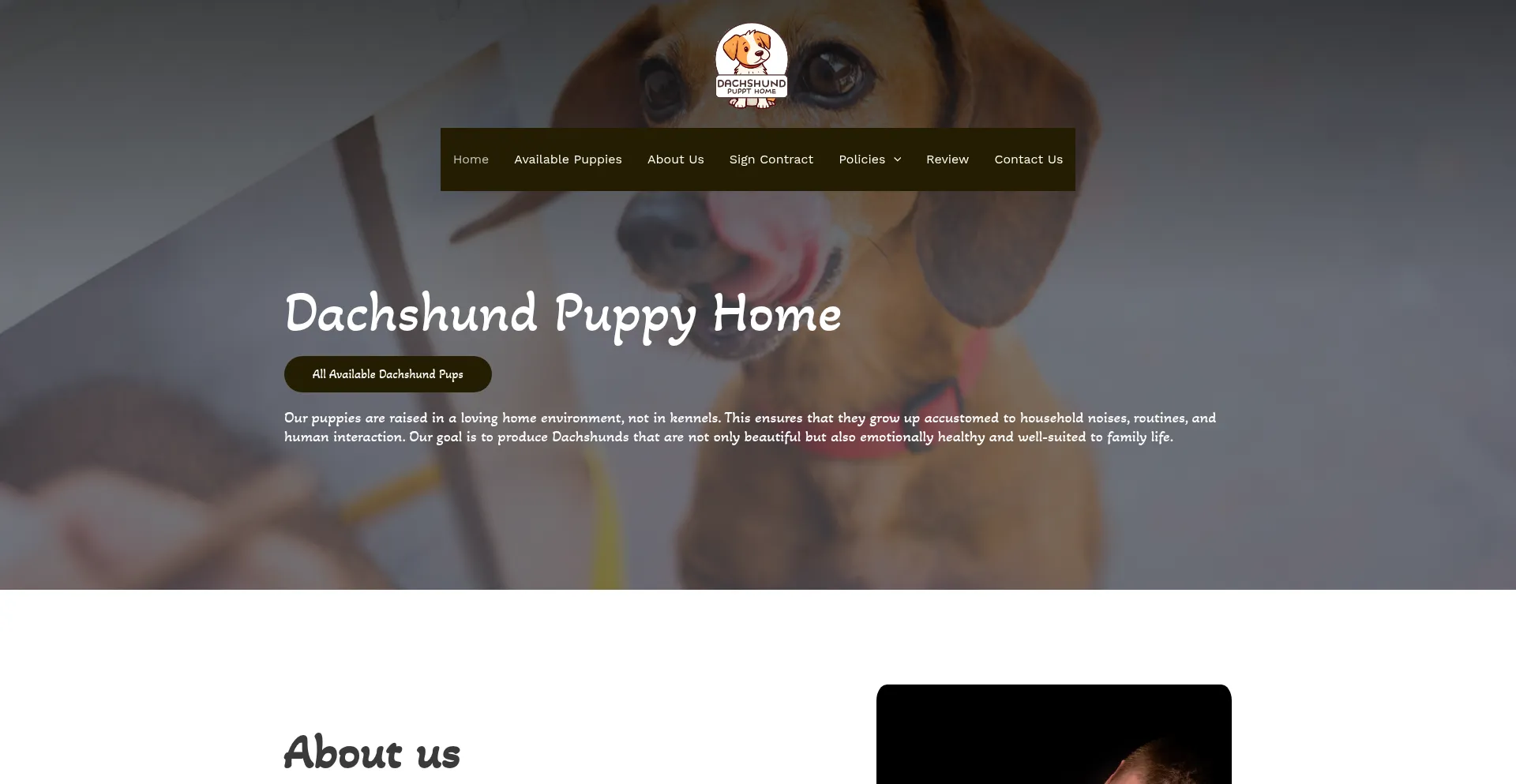 Dachshundpuppyhome.com