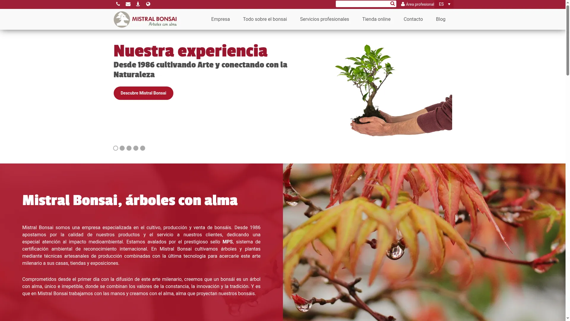 Mistralbonsai.com