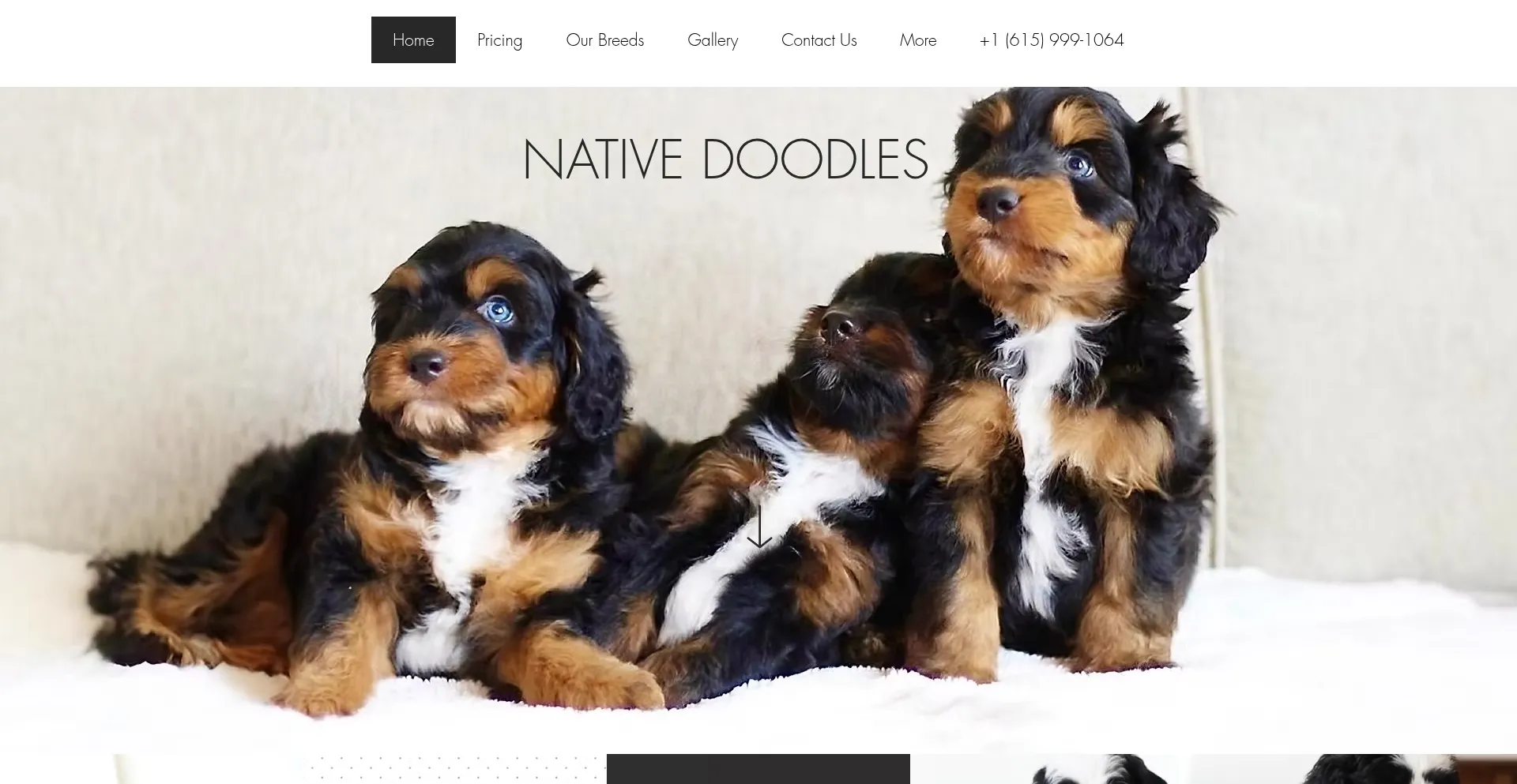 Nativedoodles.com est-il Sûr et Fiable ?