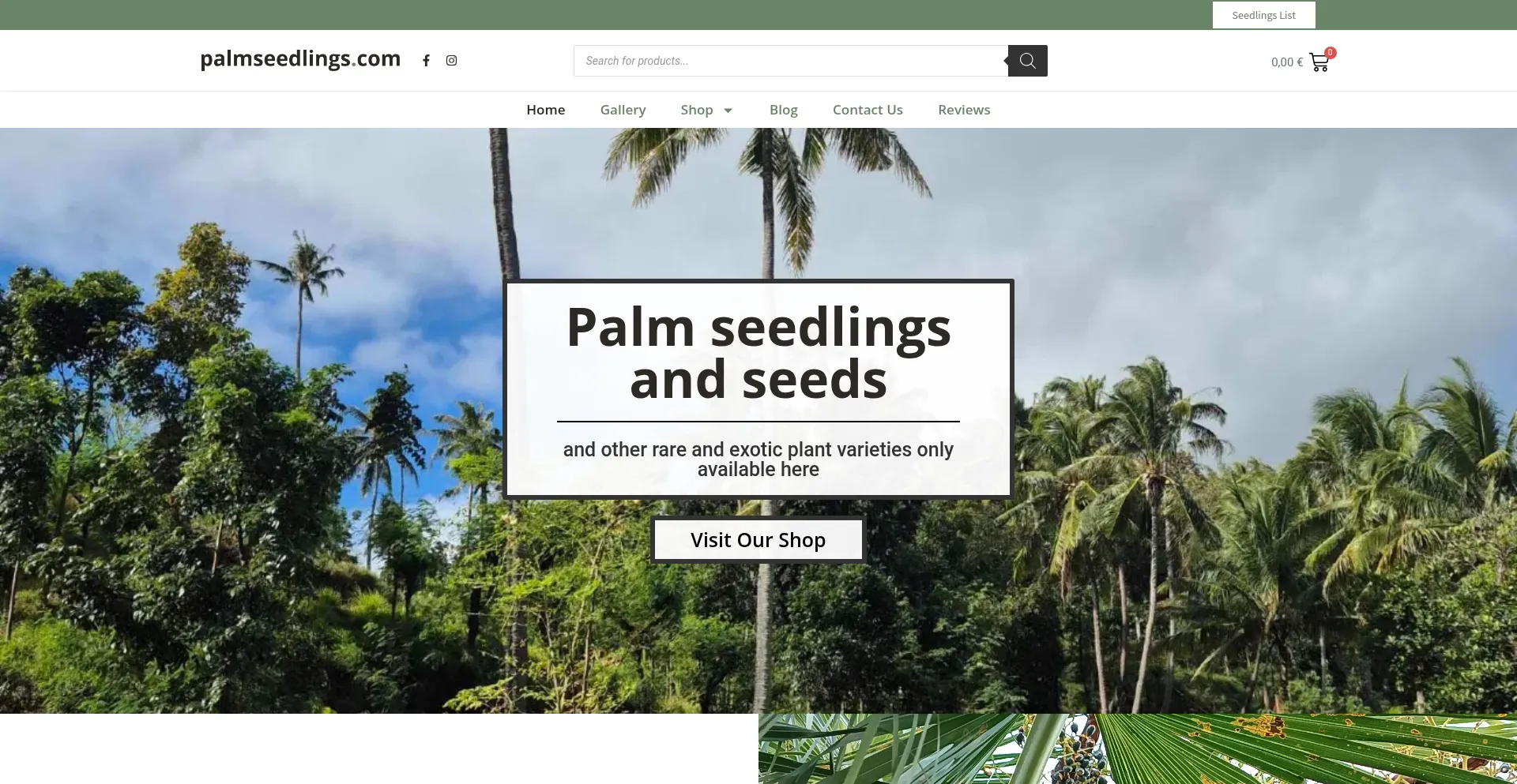 Palmseedlings.com