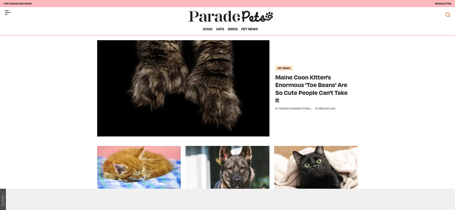 Paradepets.com est-il Sûr et Fiable ?
