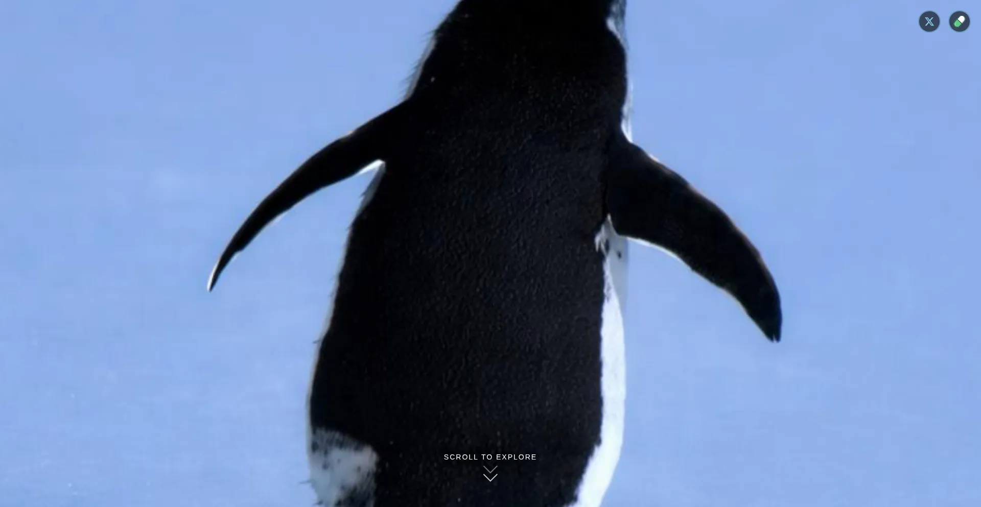 Penguinonsol.com