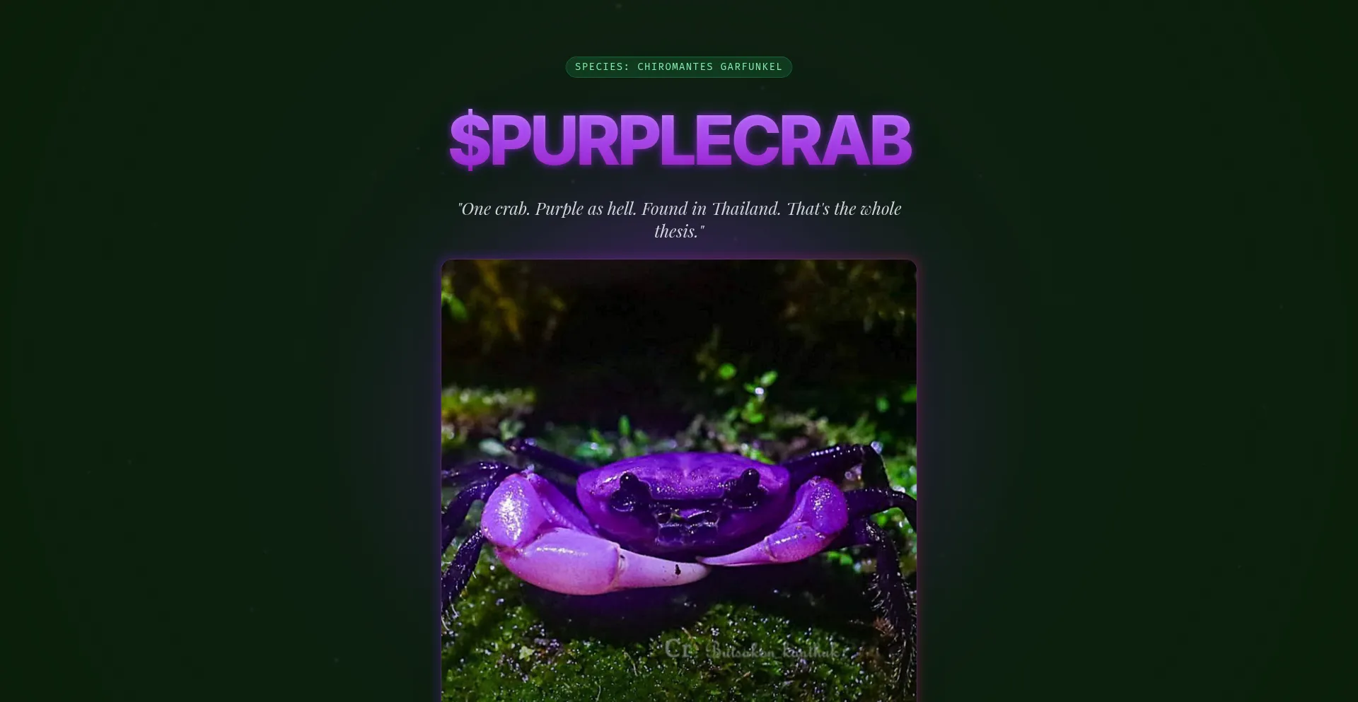 Purple-crab.tech