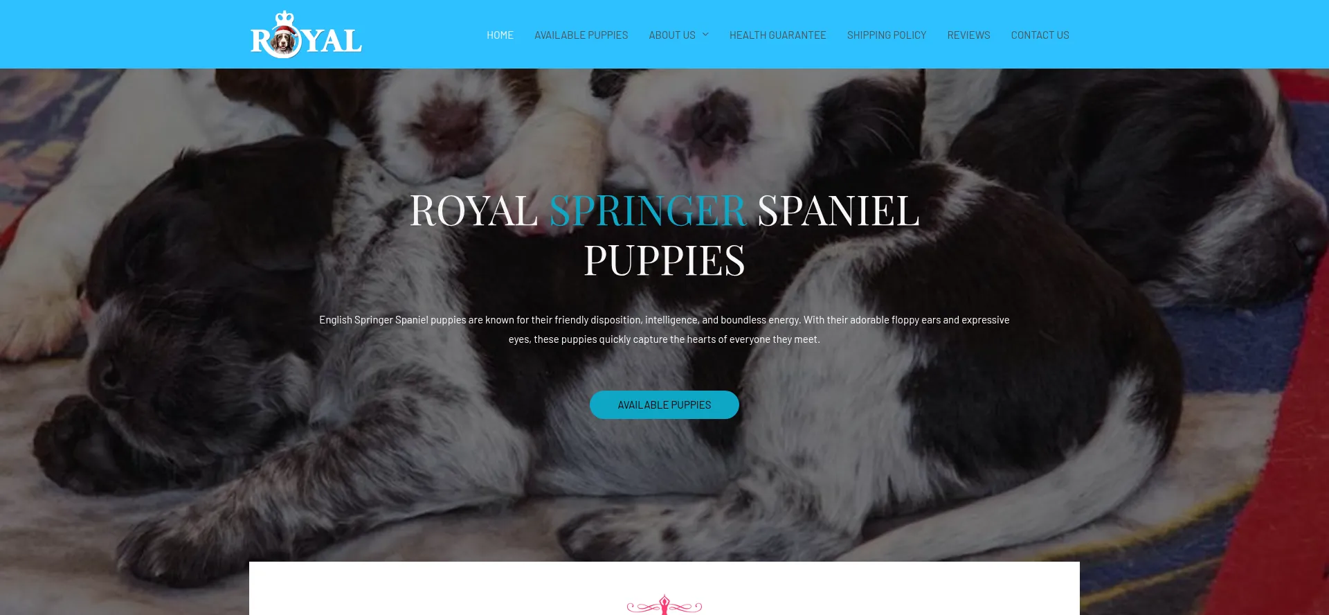 Royalspringerspanielpups.com