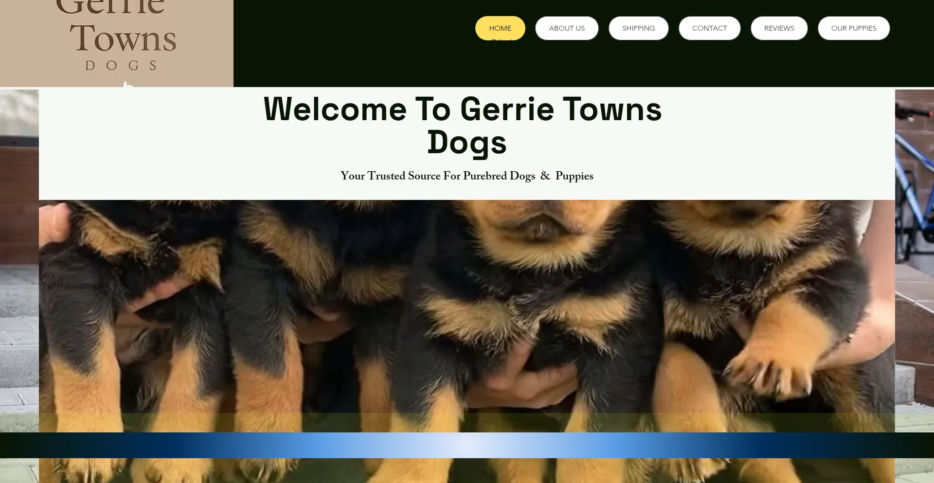 Sakkiegerriedogs.co.za