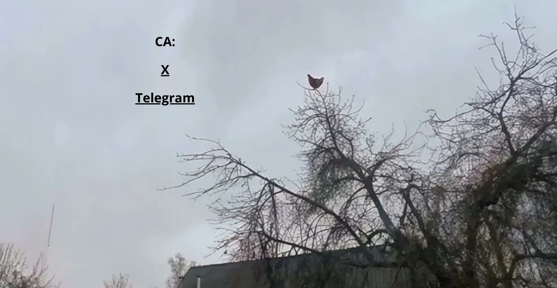 Screamingchickensol.my.canva.site